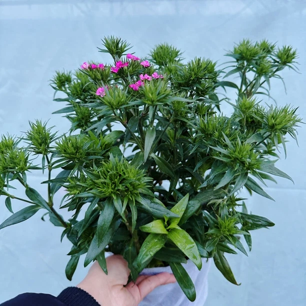 霹雳石竹盆栽庭院阳台耐热耐寒多年生开花植物