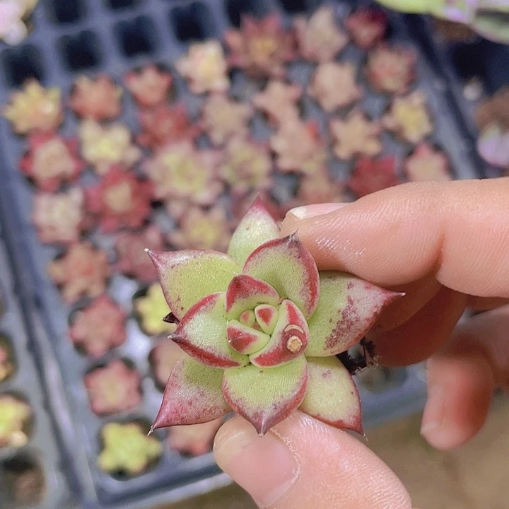 黑檀汁乌木【满10颗包邮】