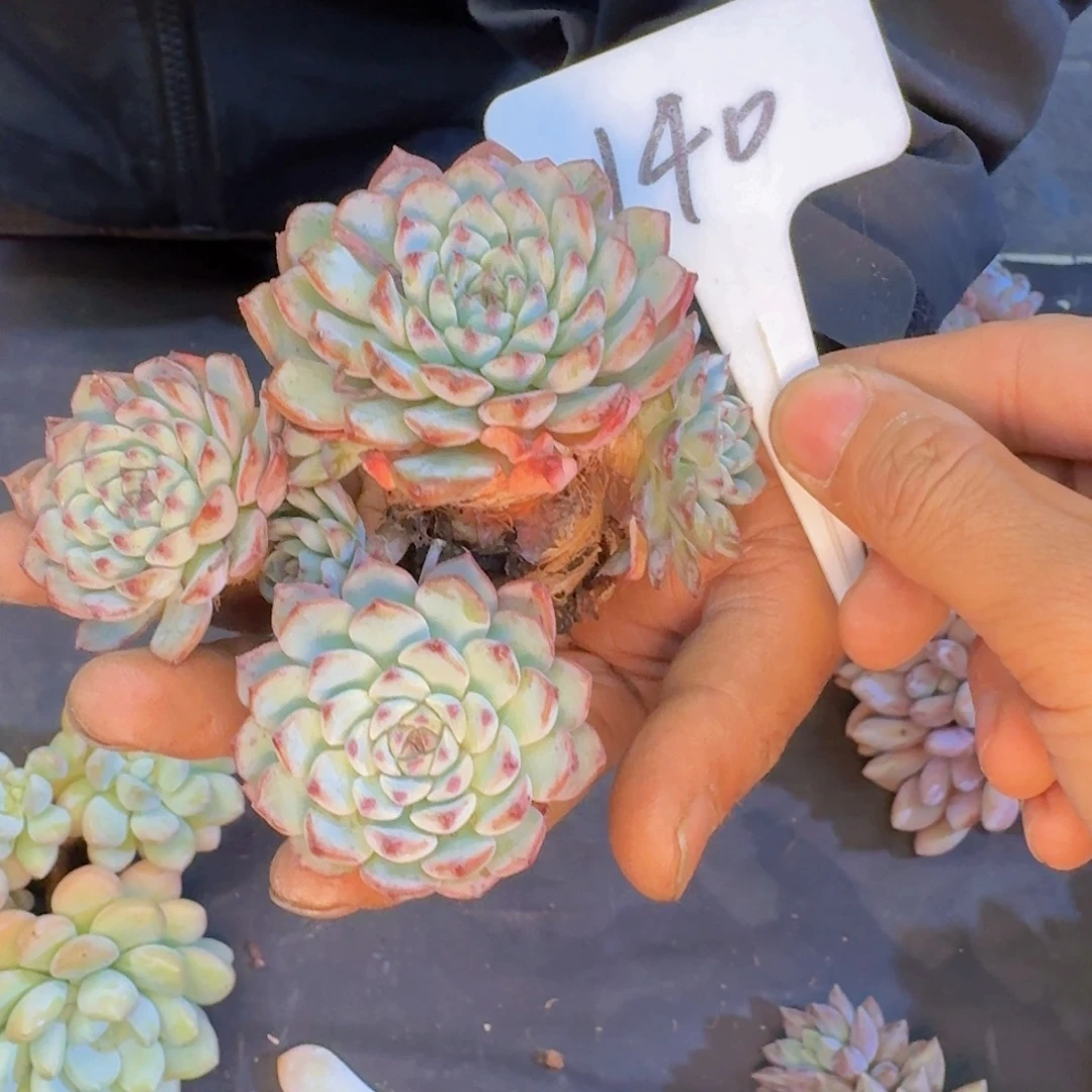 多肉植物的生长发育和