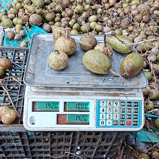 月***亮1.4斤花皮葫芦小葫芦