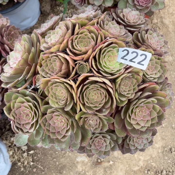 无花朵222多肉植物桃花石