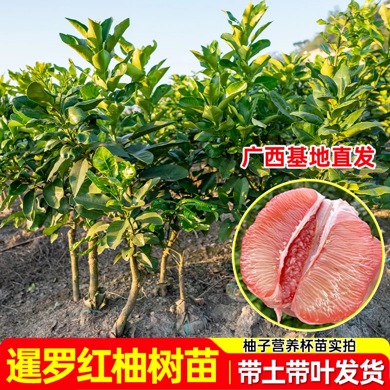 泰国暹罗红柚树苗柚子树苗三红心蜜柚果树庭院树苗南北方四季种植