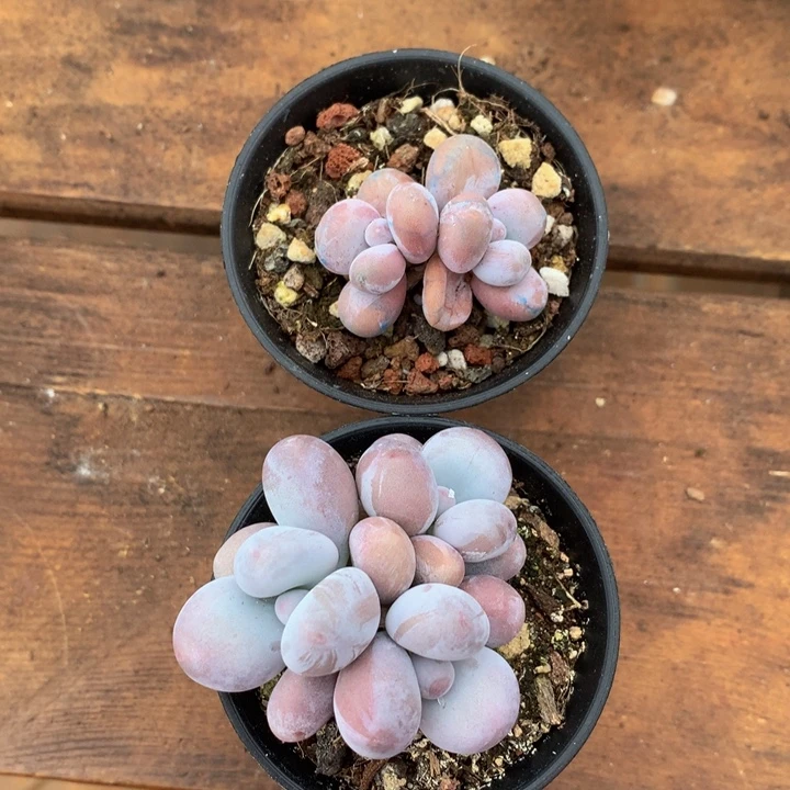 精控多肉一物一拍