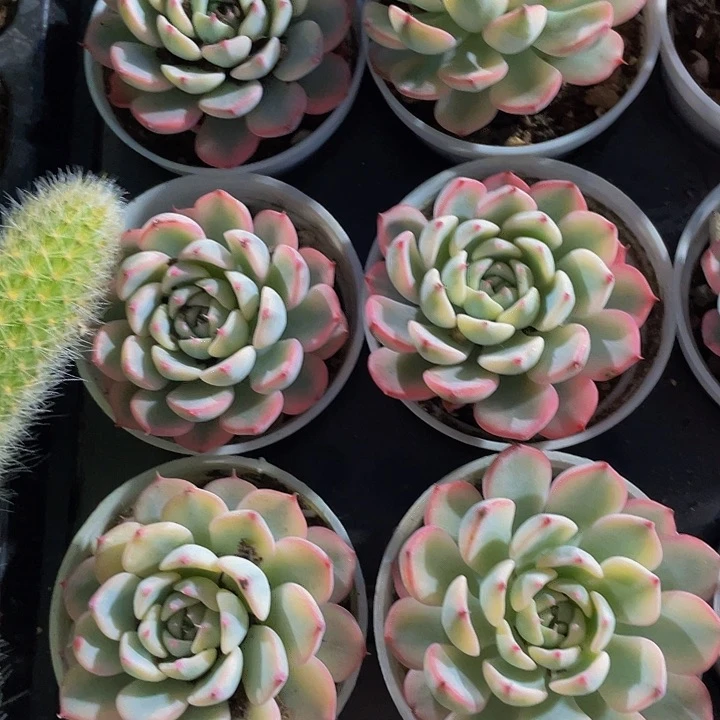 姬莲锦4.8带盆土发