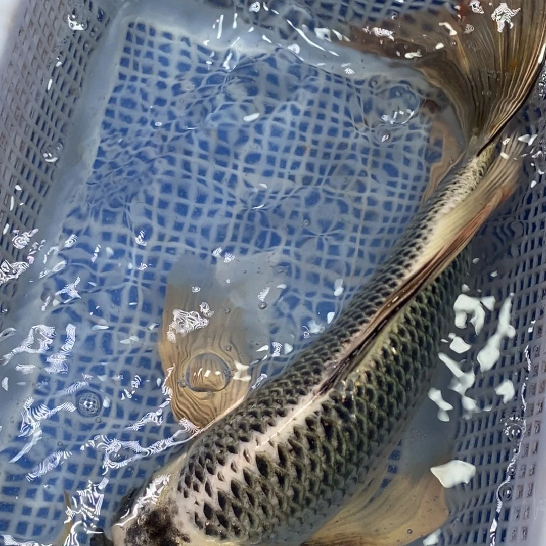 锦鲤冷水锦鲤包邮