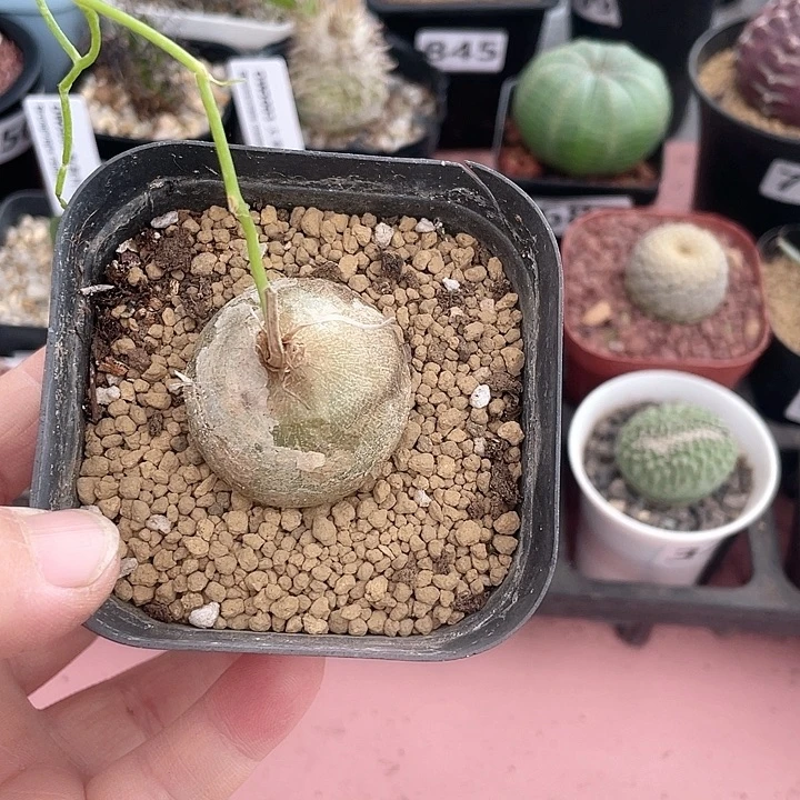 027大型仓角殿块根