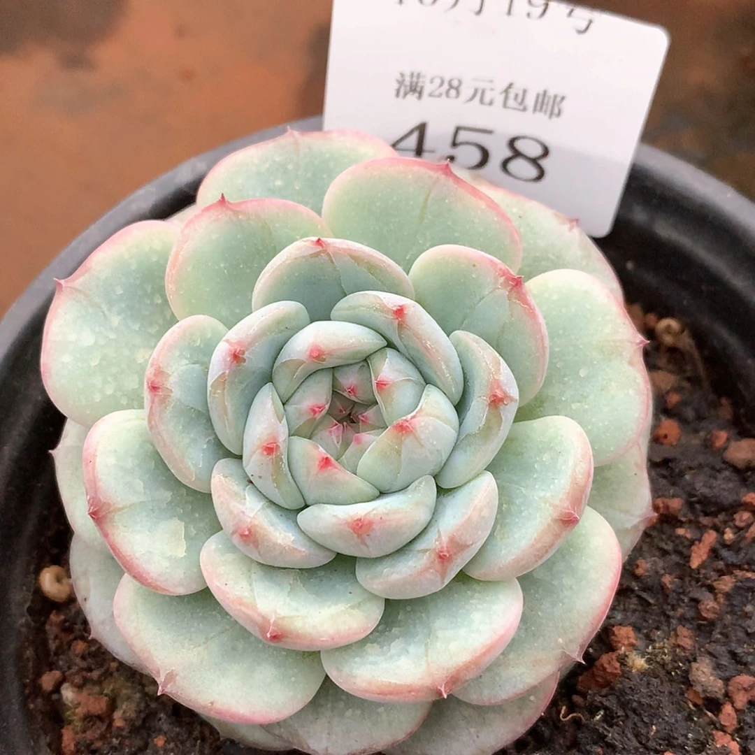 【闪购商品】云458号