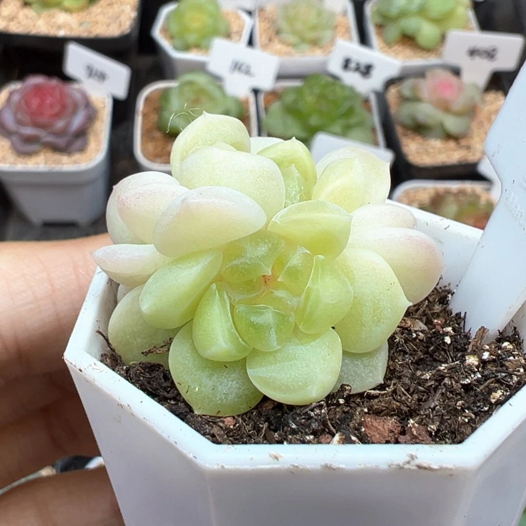 459号财富现金3头