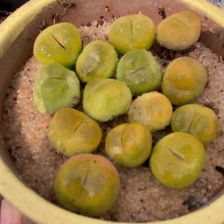 小黄金蟠桃一颗