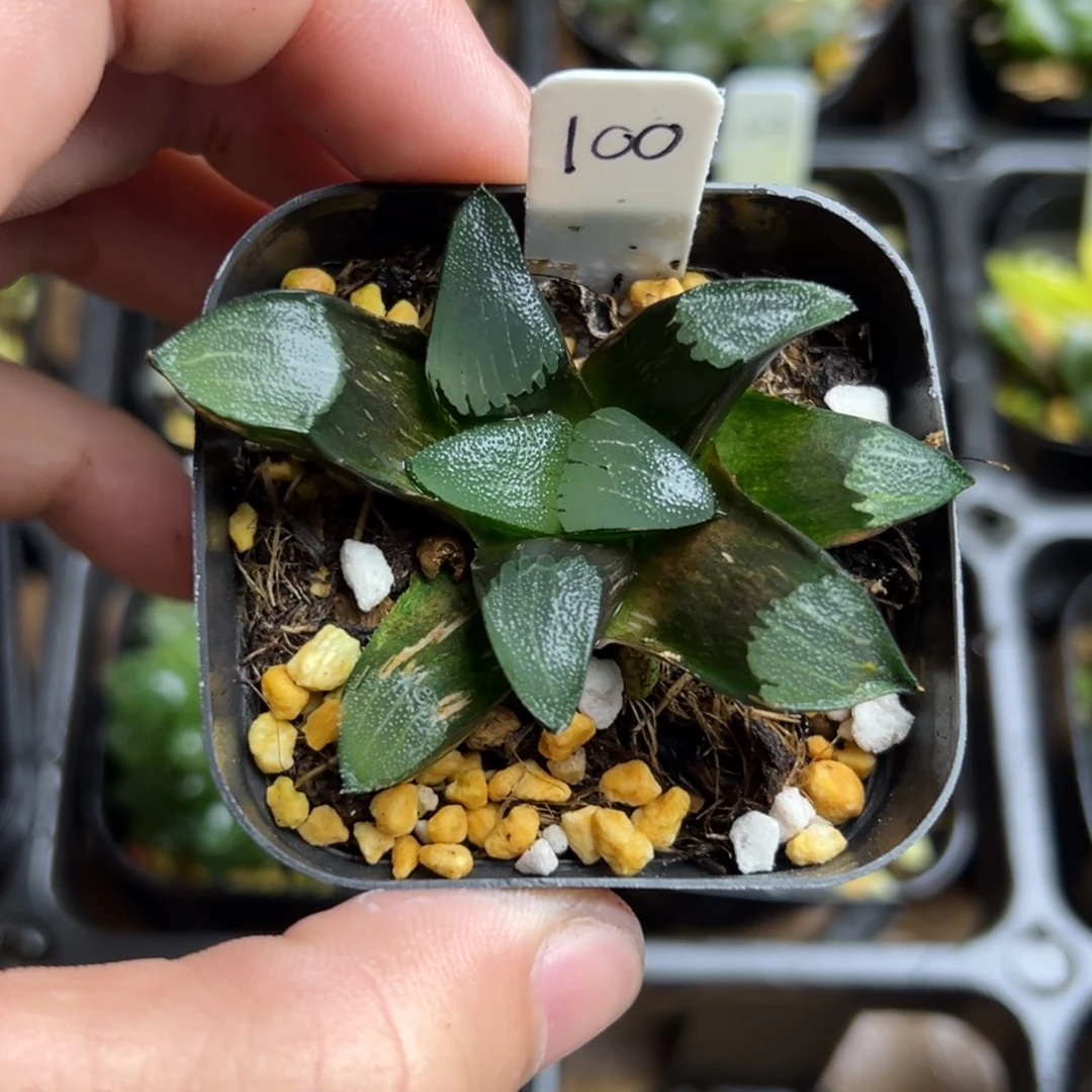 100克锦一物一拍。。