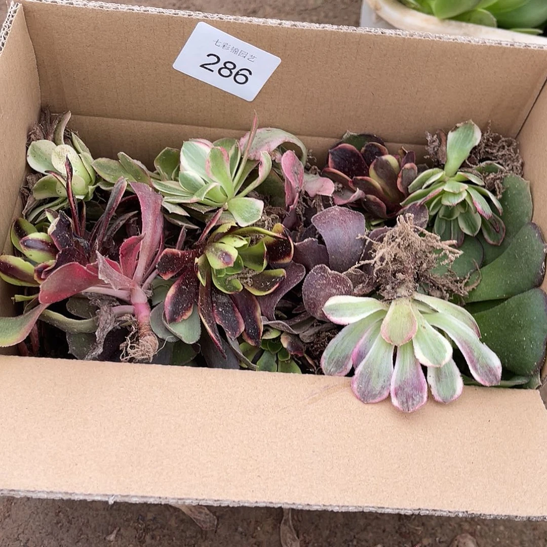 286付运费一箱无售后