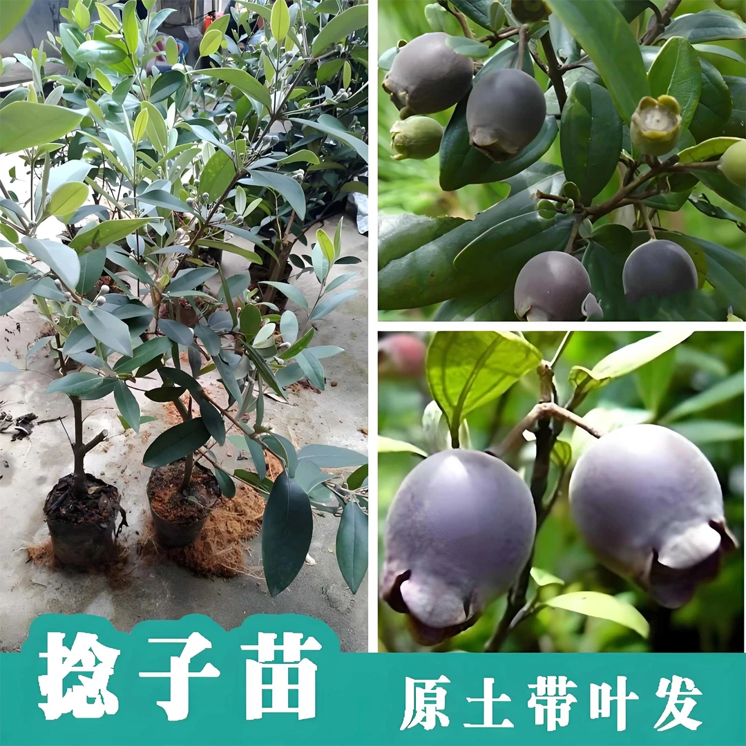 农家深山野果稔子树苗乌稔桃金娘庭院盆栽果苗果树盆栽山捻子苗秧