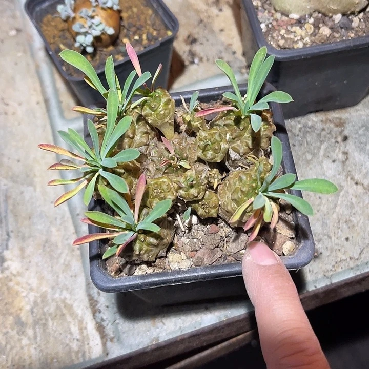 满38包邮2天凑单，脱土晾根发货多肉植物