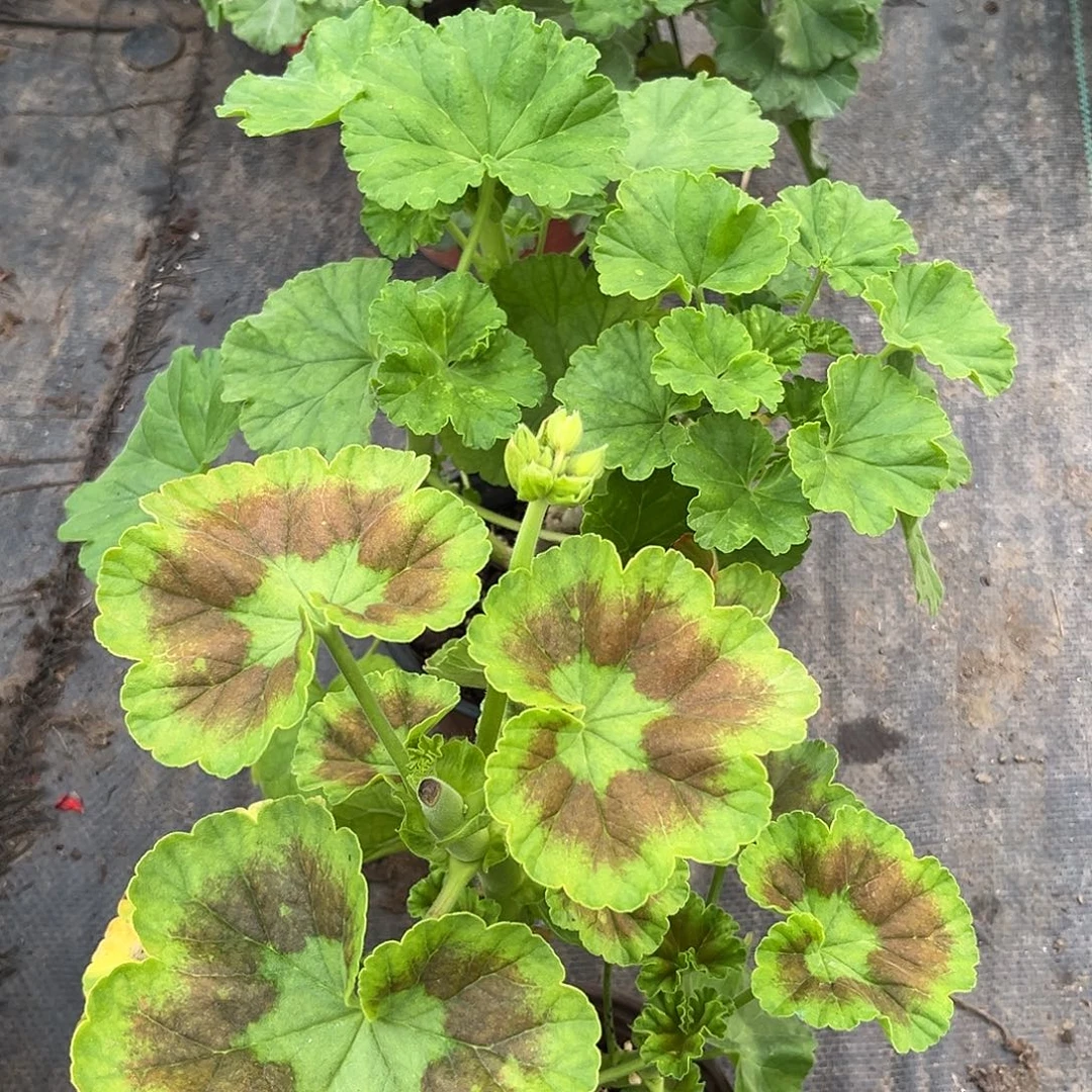 完全开放兔子和莫瑞