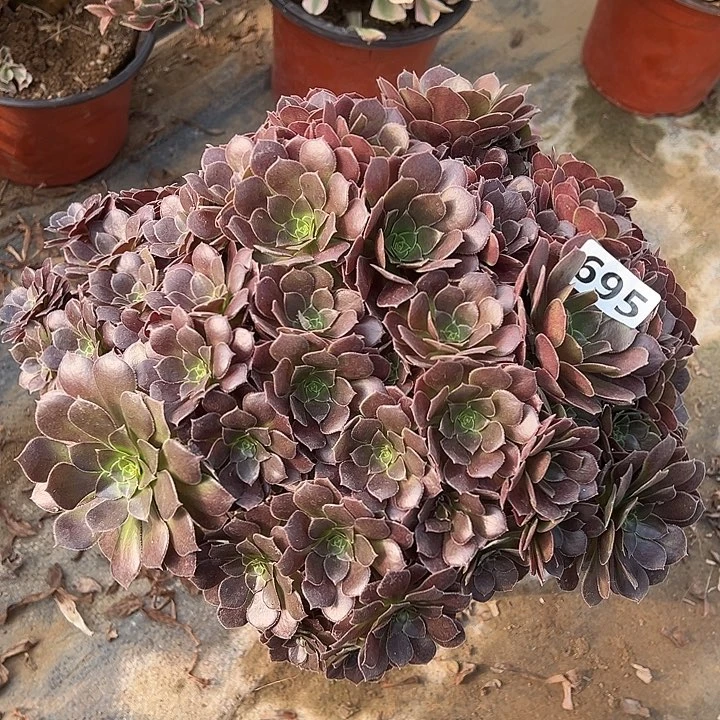 多肉植物荷兰玫瑰朵朵695