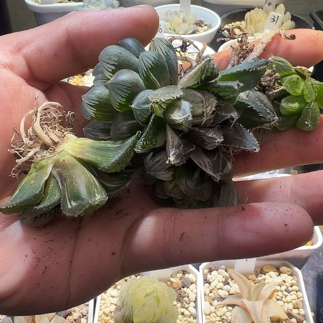 6颗随机锦不包售后