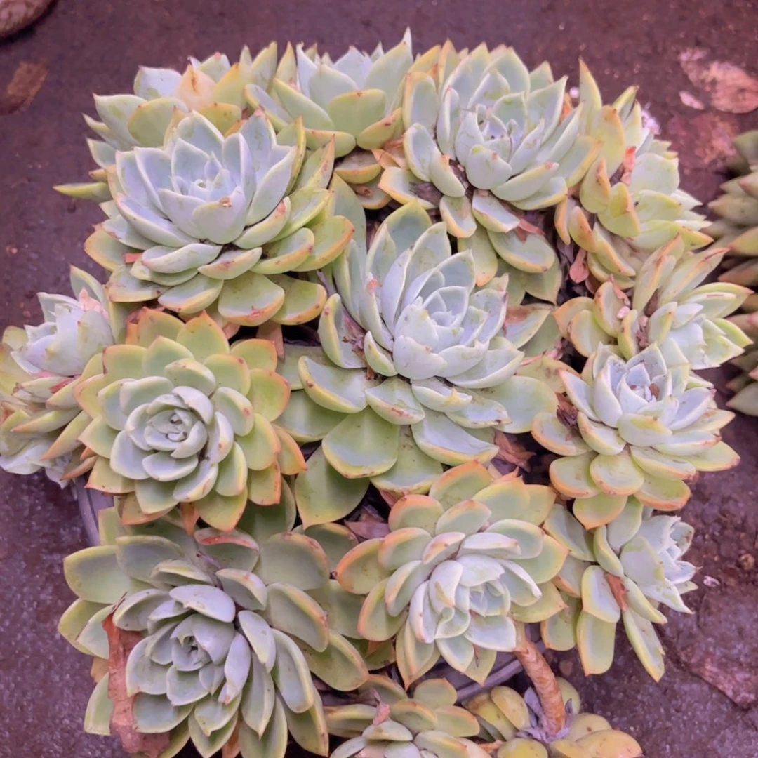 手捧三色锦 整桩整群230杯