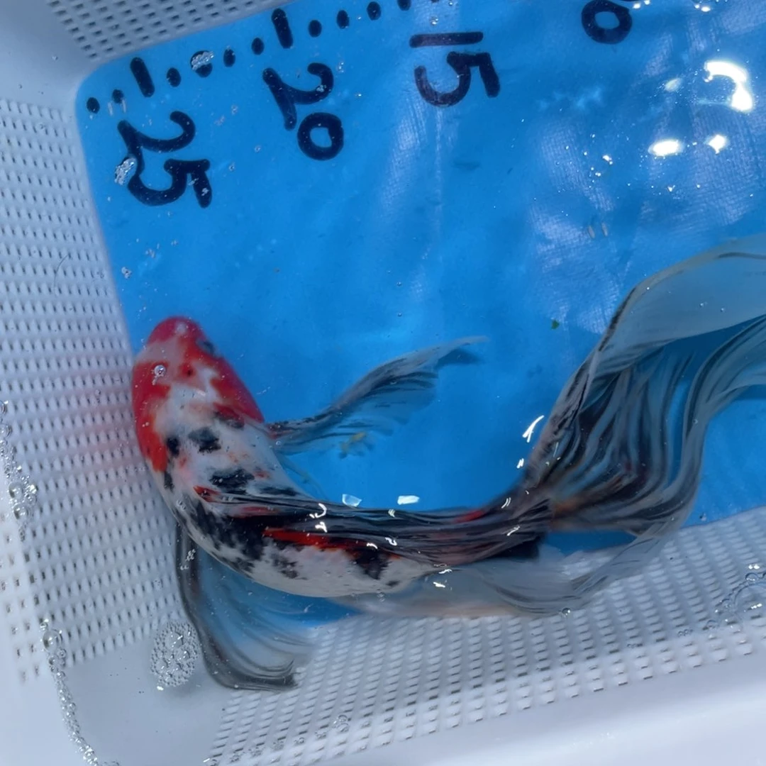 锦鲤锦鲤蝴蝶包邮包邮包