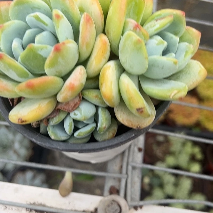 冷香多肉植物精品