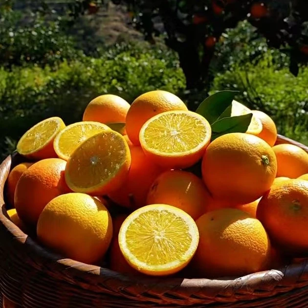 麻阳锦蜜冰糖橙香甜可口60起步中大果混装发货