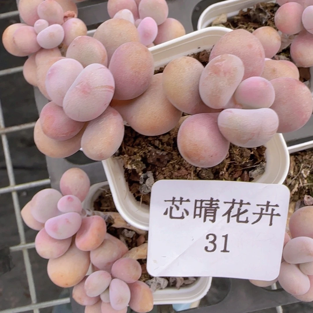 多肉很小看清楚下单拒绝非品质售后31