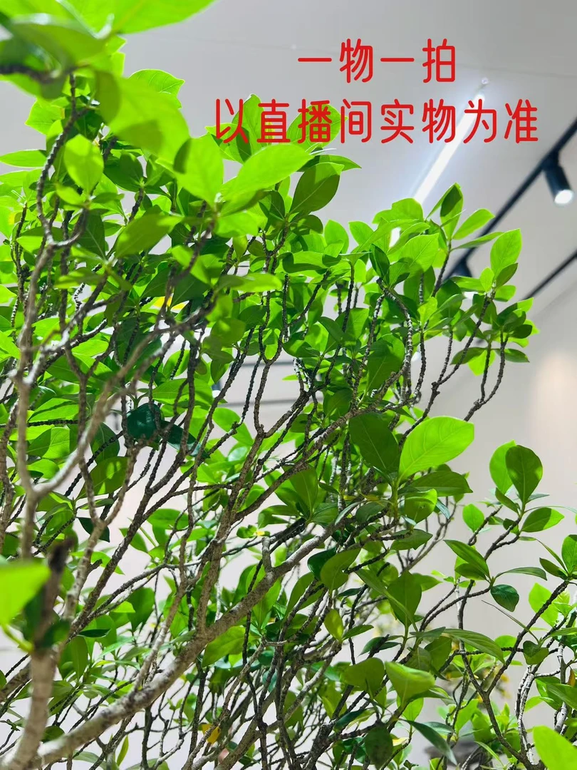 【雲庭】1号链接-海岛栀子花盆景一物一拍-