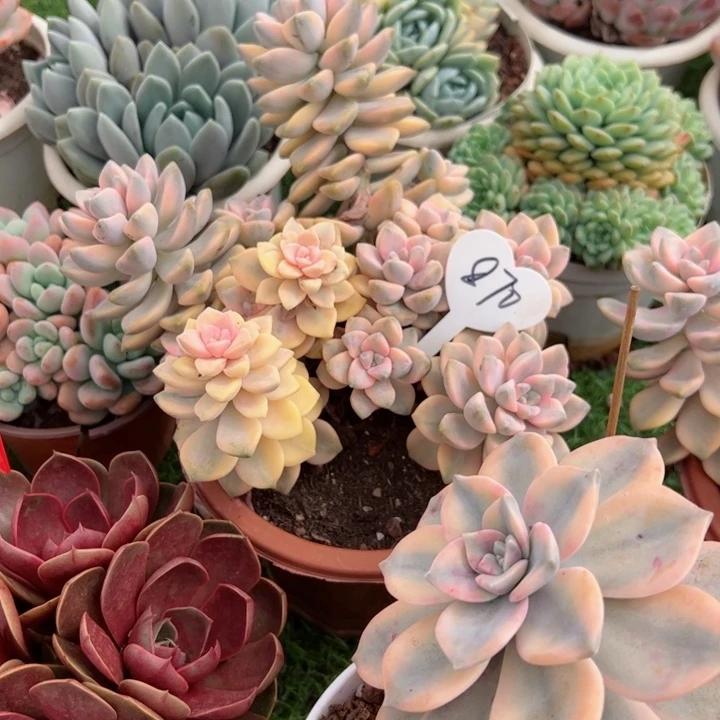 870美杏锦平平安安健健康康