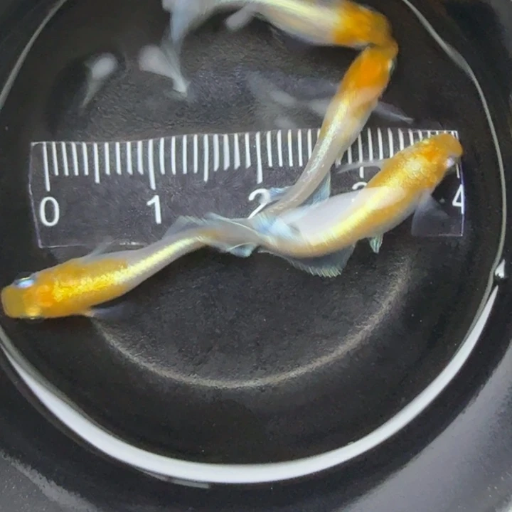 青鳉鱼红白赤壁1号