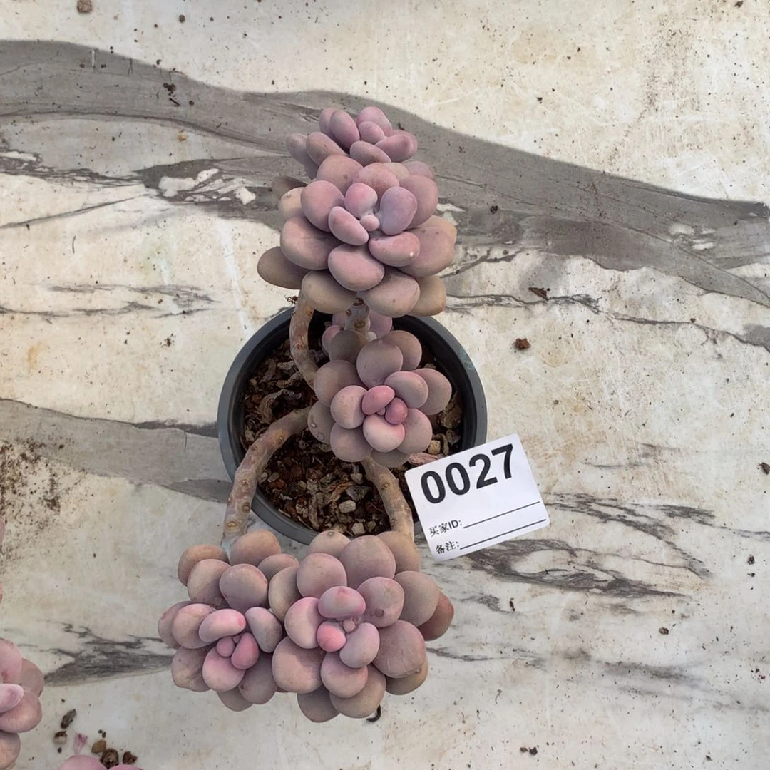 圆叶桃蛋一物一拍027号