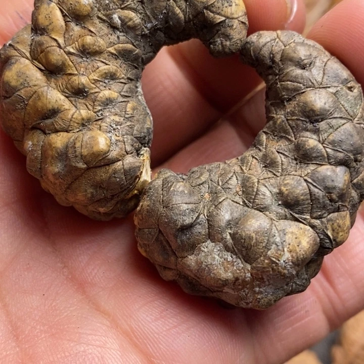 文玩核桃吊坠娜姐262