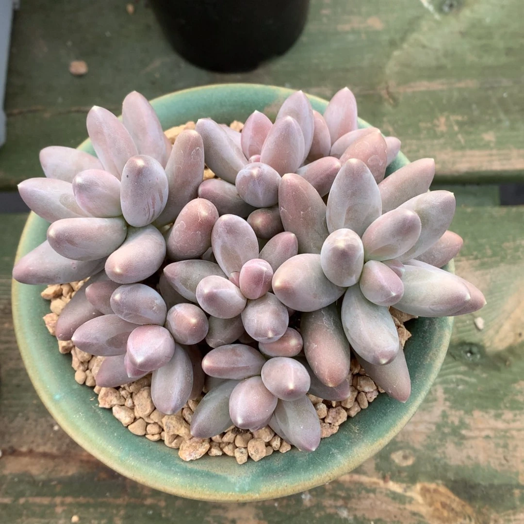 我们家的小姐姐们