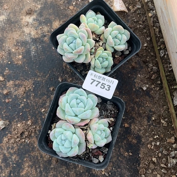 阿雅园艺。         7753