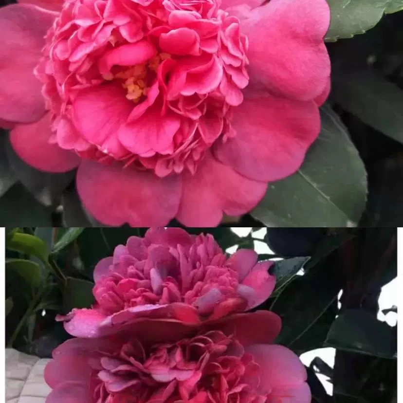 《拖紫》四季茶花 重瓣大花四季开花四季常绿室内庭院花卉盆栽