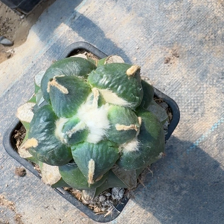 无花朵天****谓017蛋怒