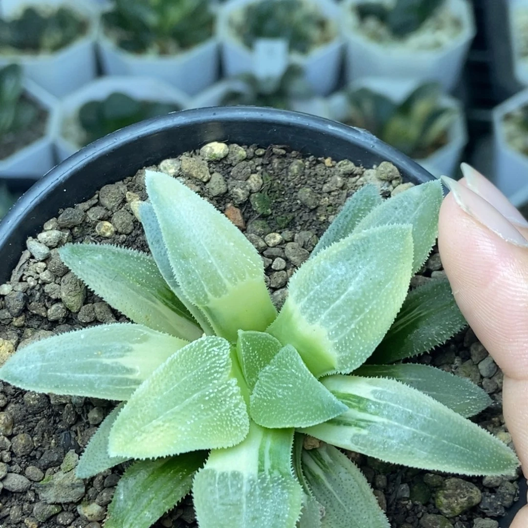 糊斑蓝光磨面锦一物一拍