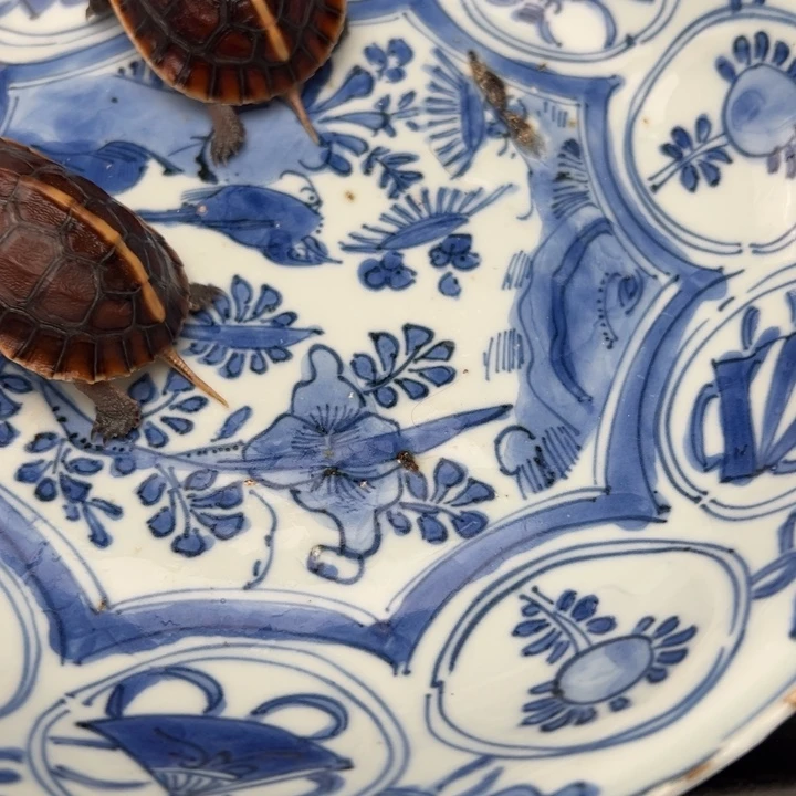 母绿毛龟丑**枚啦啦了啦了