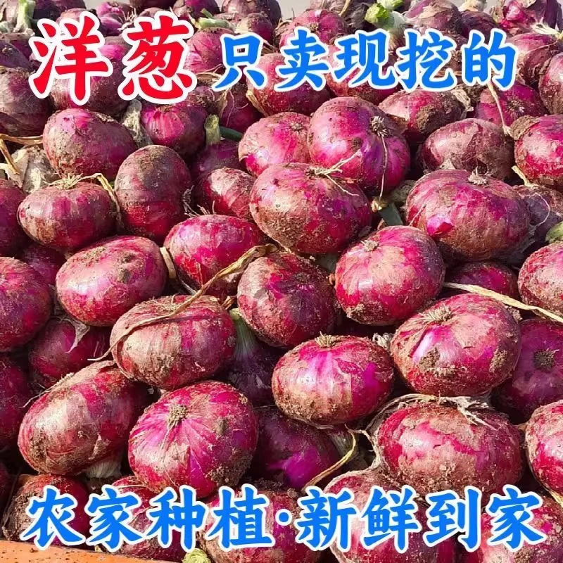 Mo【带箱十斤】当季紫皮红洋葱深紫色生吃水果洋葱圆葱批发