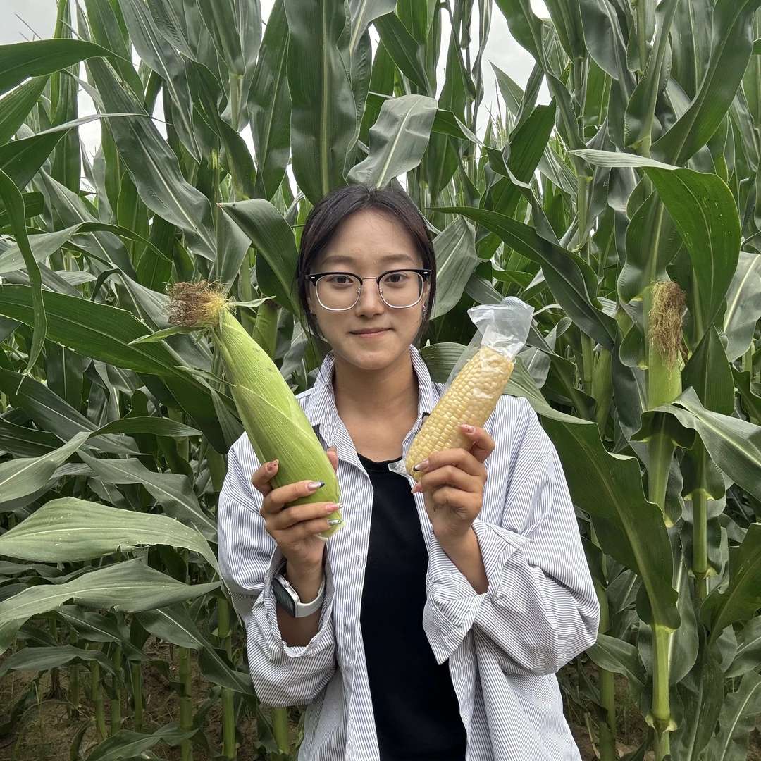 【禾田】熟甜嫩糯8根大棒东北黑龙江五常黏玉米新鲜糯玉米