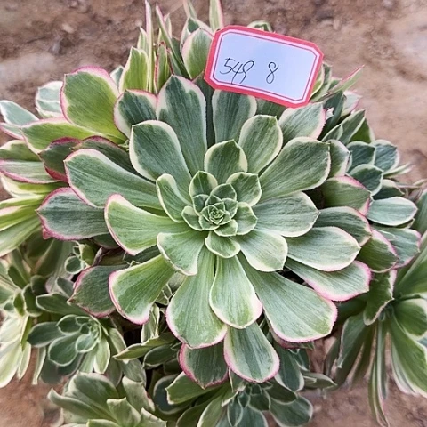 多肉植物水蜜桃549