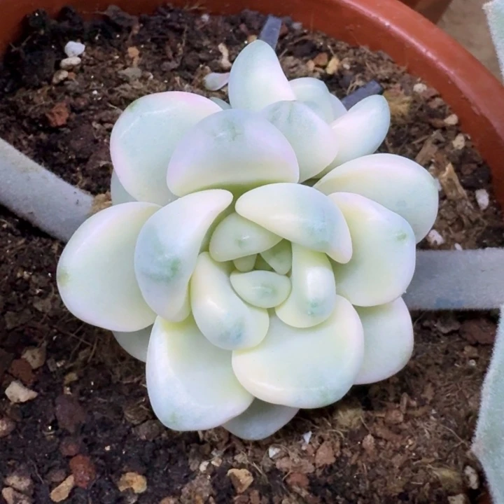 花斑鹿锦一物一拍
