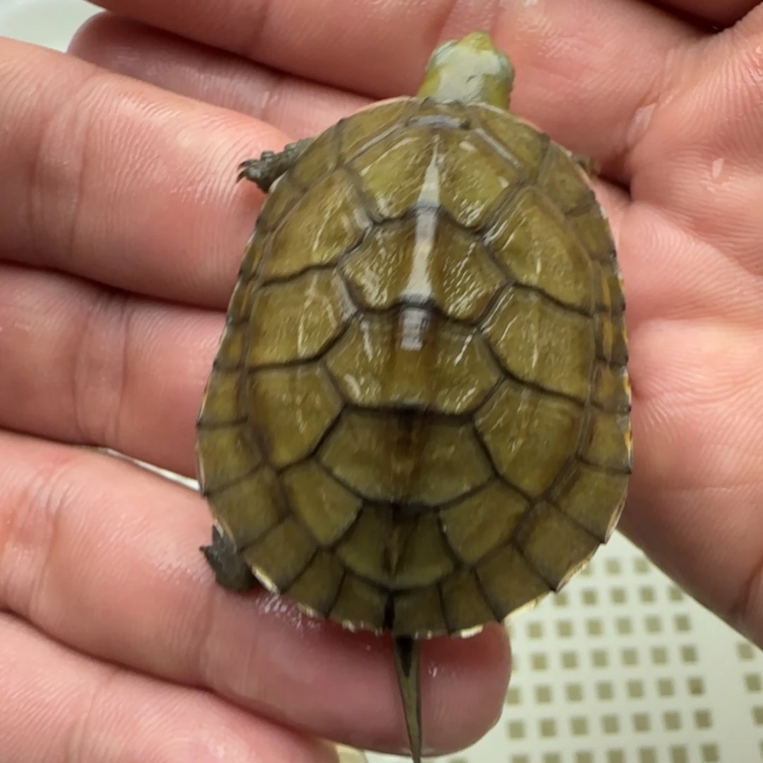 宠物龟不分公母小青苗 4.1公分