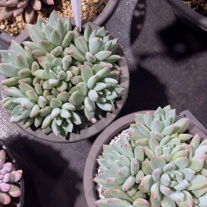 美慕花坊1一物一拍