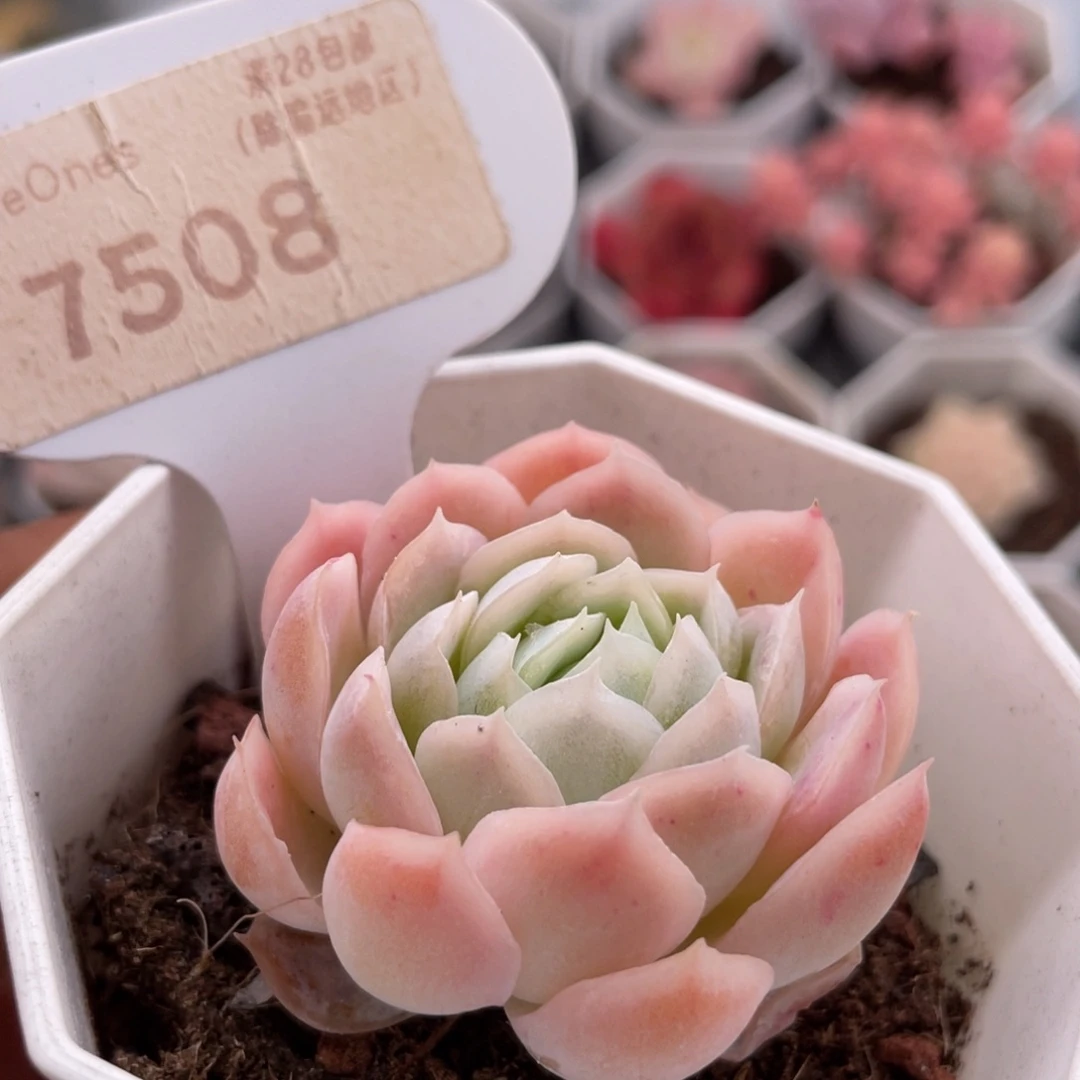 冰霉7508-4.0厘米