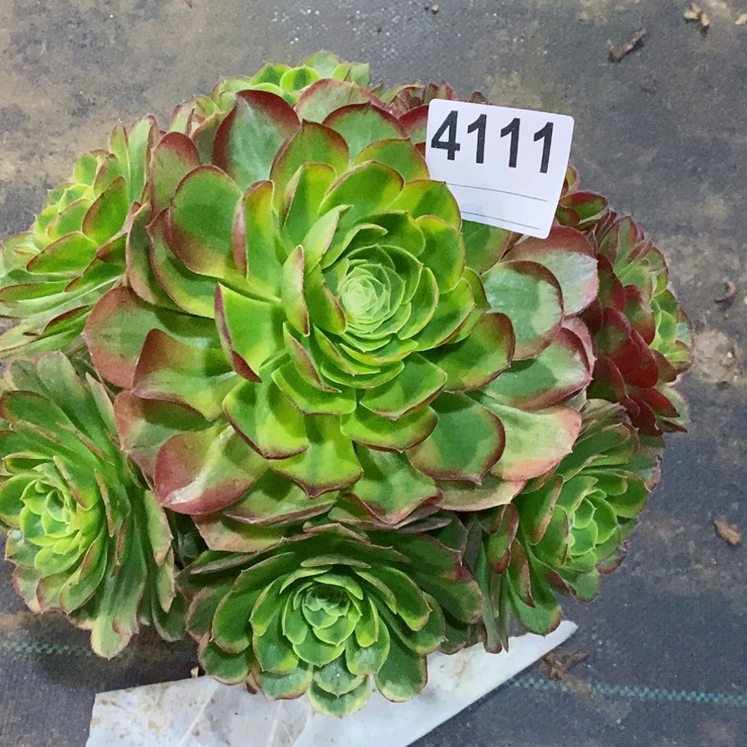 红陶用****94111奶白多肉