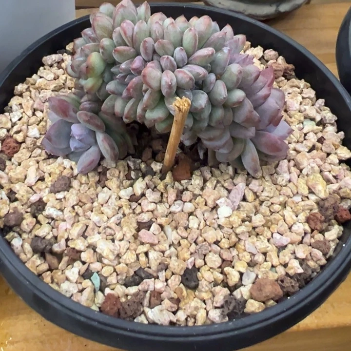 m***。紫皮星影小脸缀化