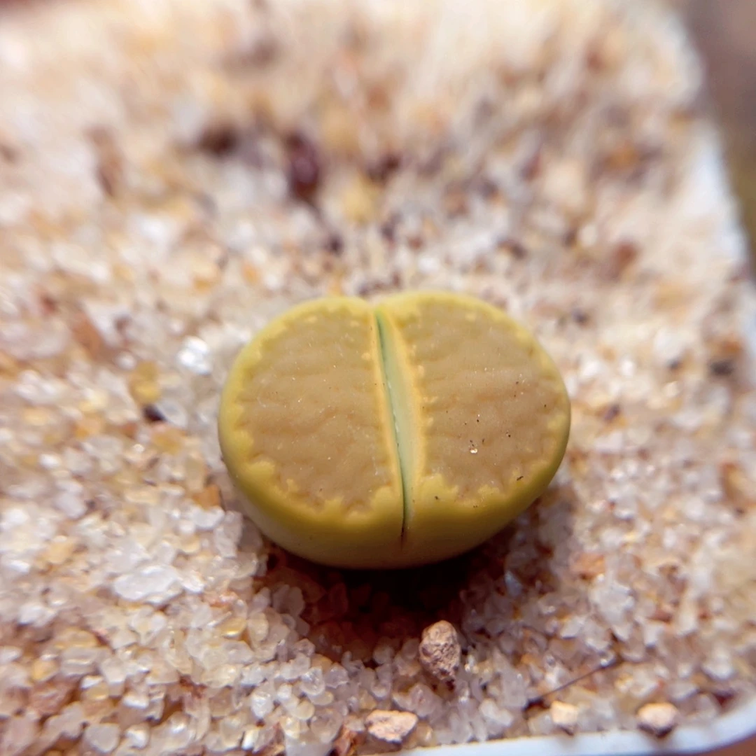 461号带盆包邮发货