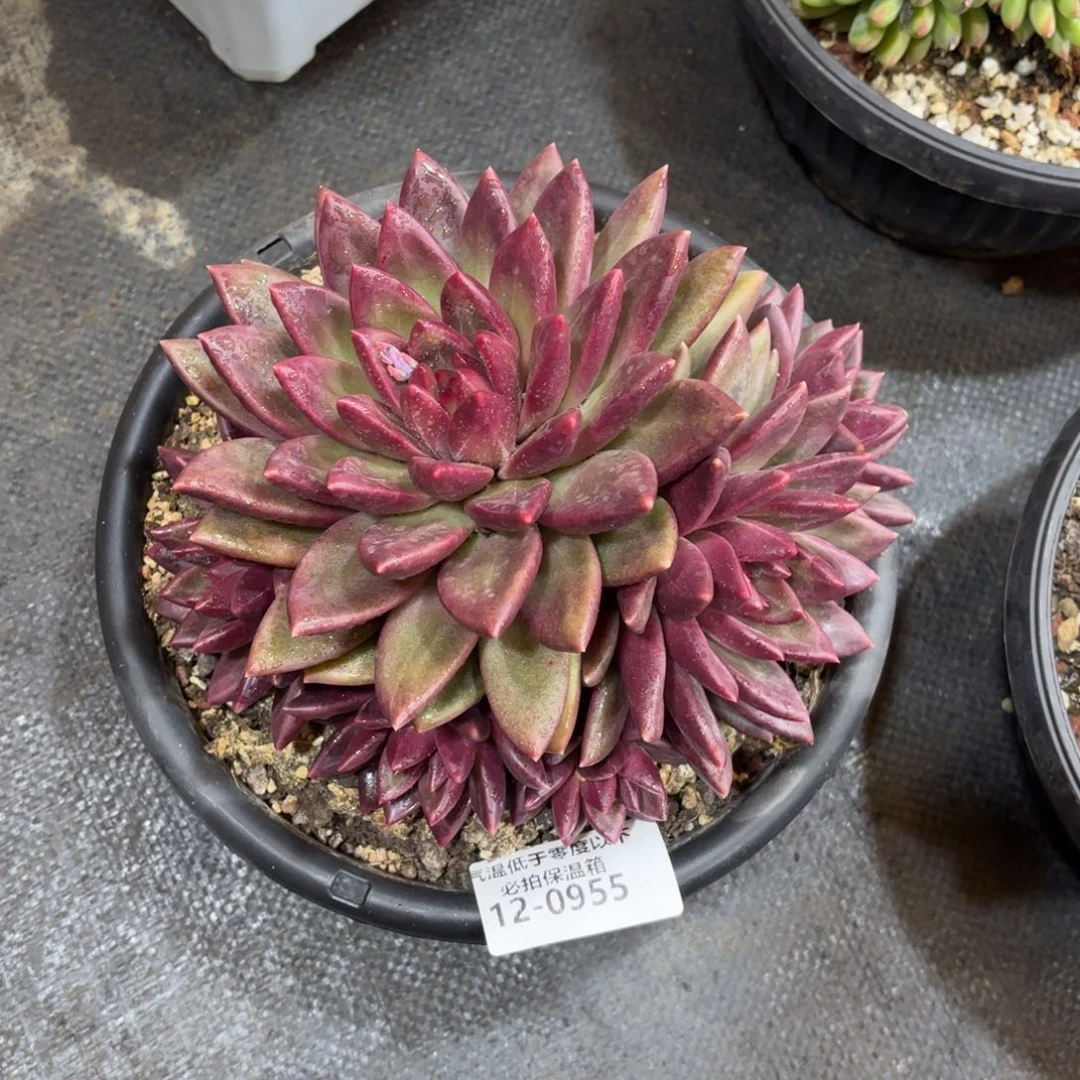 0955迷雾泡泡多肉植物