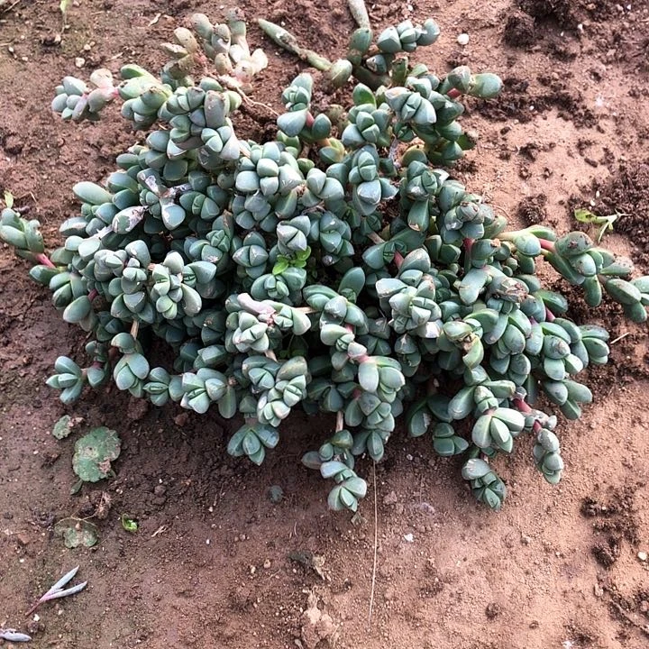 鹿角海棠一物一拍3