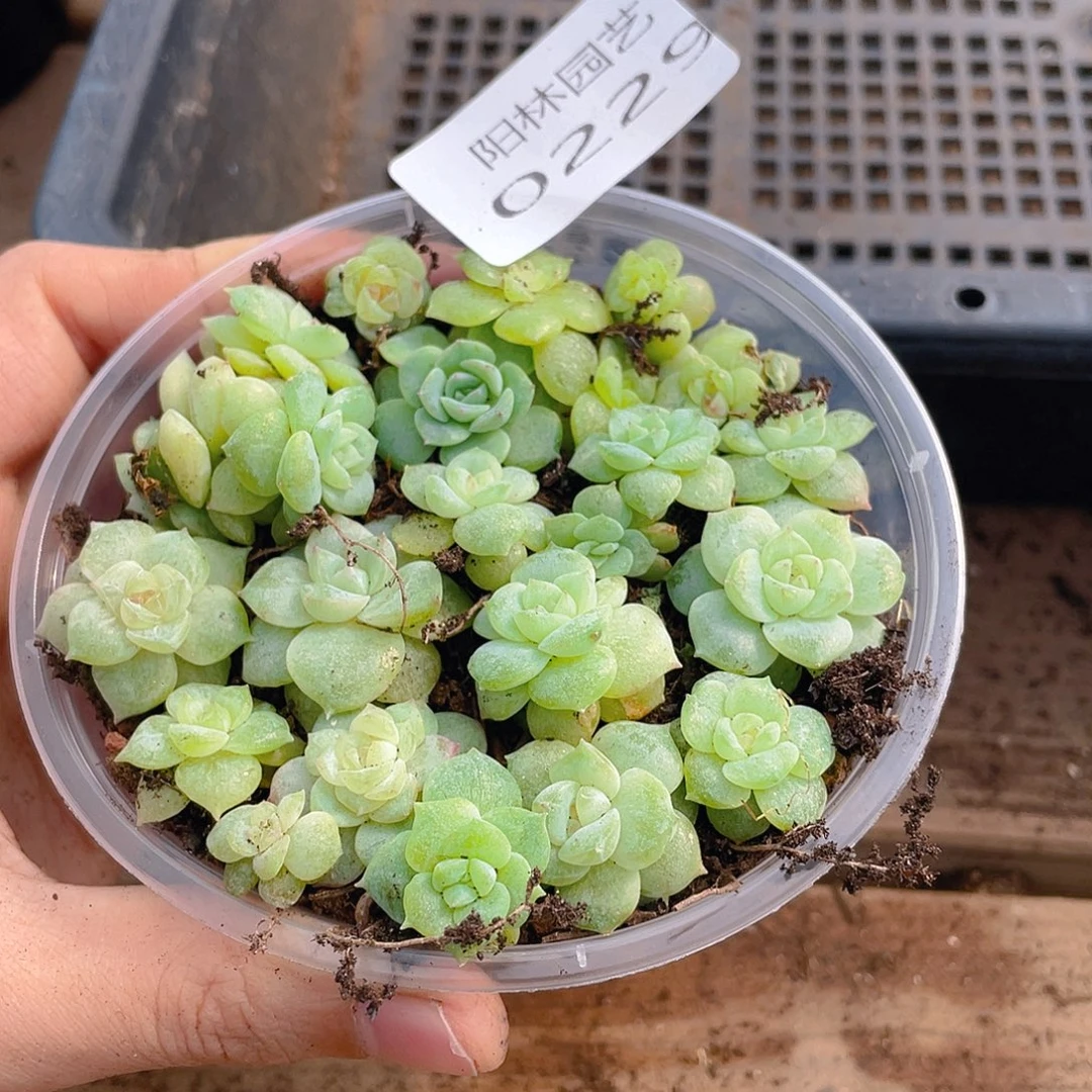 多肉植物多肉植物229