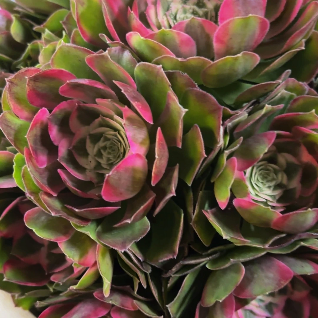 绍***司哈哈多肉葡萄福利400